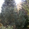 Pinus pumila